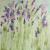Beautiful Lavender painted with Acrylic Ink
Prints Available